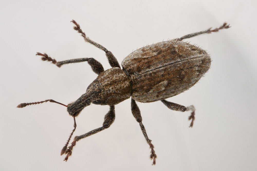 Curculionidae: Graptus nictitans singularis